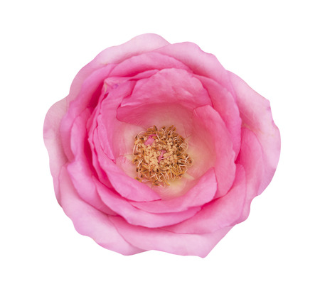 Pink rose isolated on white background, clipping path and - soft focus.の写真素材