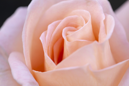close up pink rose flower soft focusの写真素材