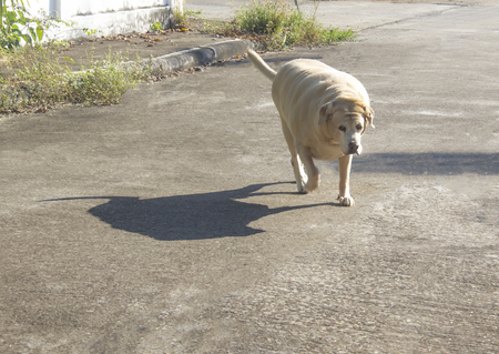 Fat Labrador Retriever 14 years old Walking on a concrete roadの写真素材