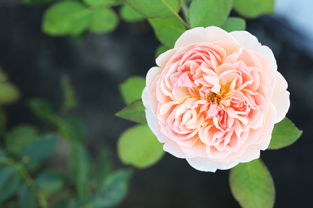 Pink rose flower in the gardenの写真素材