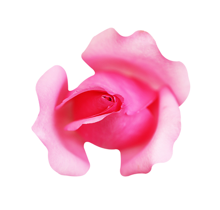 Pink rose flower isolated on white background, soft focus and clipping pathの写真素材