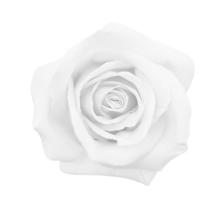 white gray rose isolated on white background, soft focus and clipping path.の写真素材