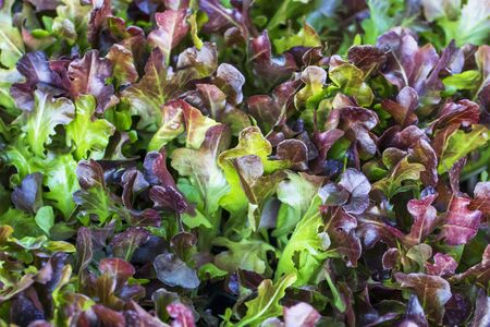 Fresh red oak lettuce backgroundの写真素材