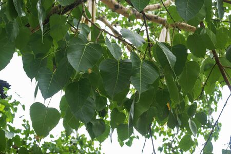Green pho leaf for background.の写真素材
