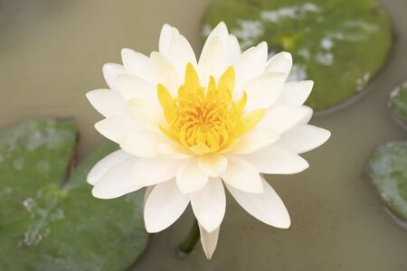 Yellow lotus flower bloom and closeup pollenの写真素材