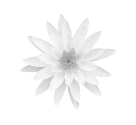 White gray lotus flower isolated on white background, soft focus and clipping path.の写真素材