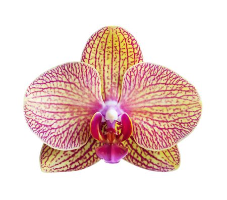 Yellow - Pink orchid  isolated on white bacgkroundの写真素材
