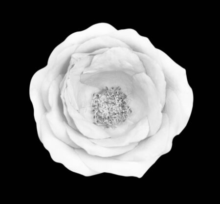 White gray rose isolated on black background, clipping path and - soft focus.の写真素材