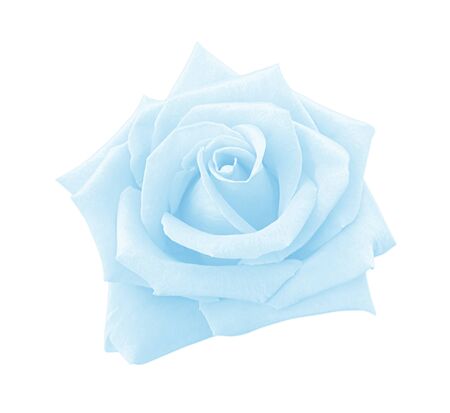 Blue rose isolated on white backgroundの写真素材