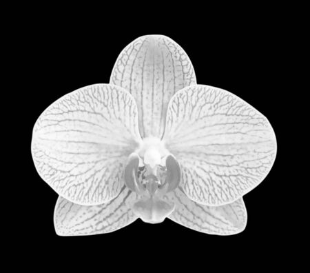 White - gray orchid  isolated on black bacgkroundの写真素材