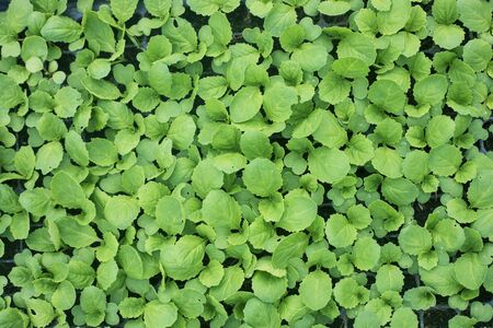 Sapling organic vegetable in farmの写真素材
