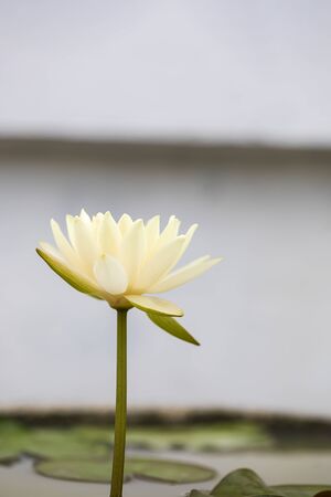 Yellow lotus flower bloomの写真素材