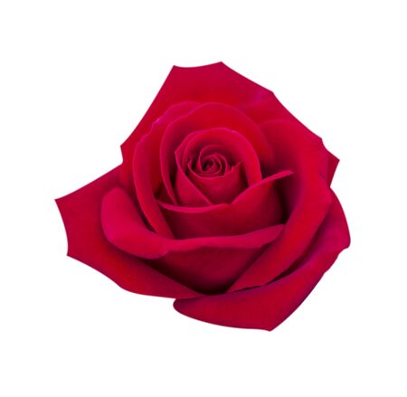Red rose isolated on white backgroundの写真素材