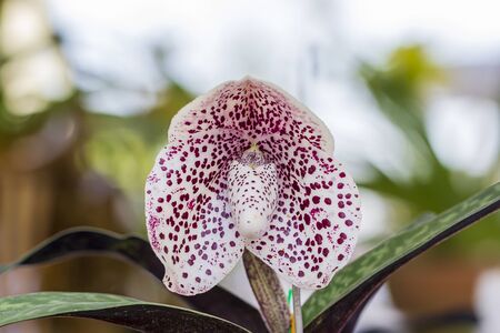 Close-up pink - white orchid in the gadenの写真素材