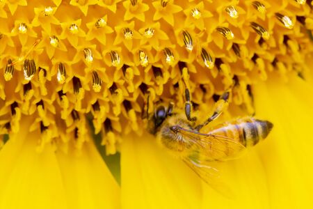 Bee on sunflower closeup, Find sweet waterの写真素材