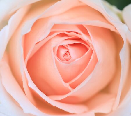 close up pink rose flower soft focusの写真素材