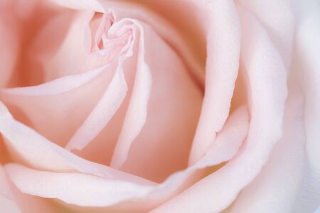 Pink rose flower close up for background and soft focusの写真素材
