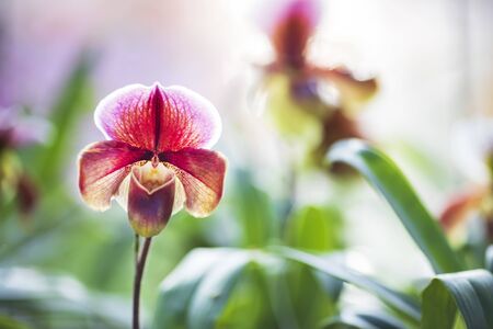 Closeup pink Paphiopedilum orchid in the gardenの写真素材