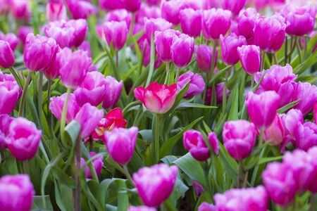 soft pink tulips in the garden.の写真素材