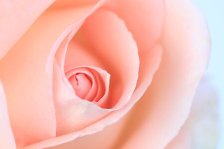 Pink rose flower close up for background and soft focusの写真素材