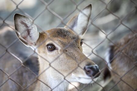 Deer in a cage at the zooの写真素材