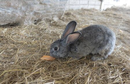 A gray rabbit eating carrots on straw floor.の写真素材