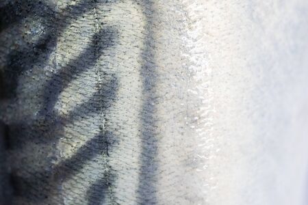 Saba skin fish background and textureの写真素材
