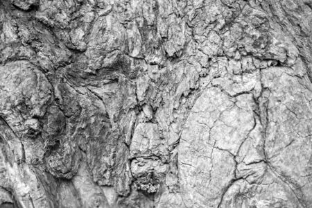 Gray wood texture or background and copy space.の写真素材