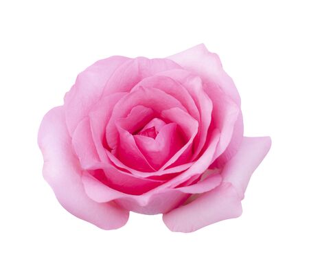 Pink rose flower isolated on white background, soft focus and clipping pathの写真素材