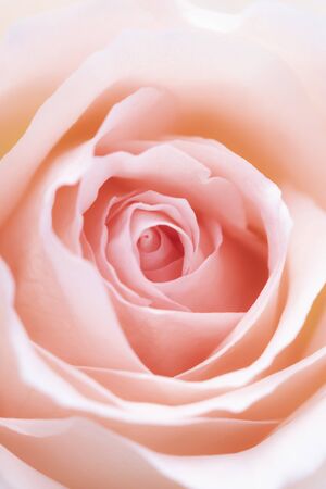Pink rose flower close up for background and soft focusの写真素材
