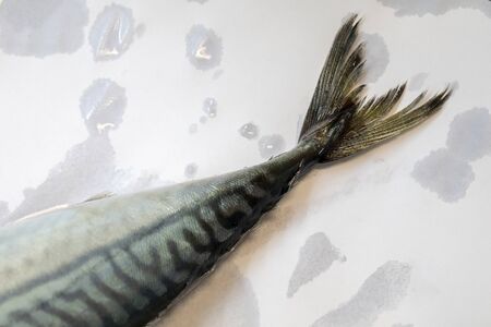 Saba fish tail on white paper.の写真素材