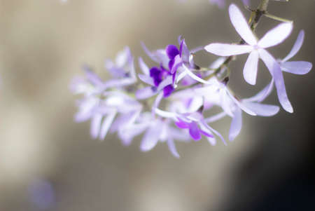 blur of purple orchid in the gaden and copy spaceの写真素材