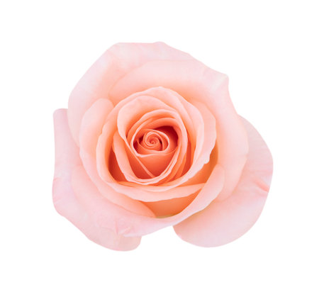 pink rose isolated on white backgroundの写真素材
