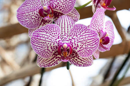 Close-up pink - white orchid in the gardenの写真素材