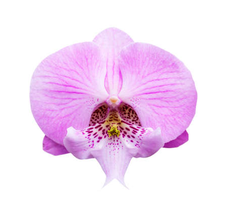 Pink orchid isolated on white backgroundの写真素材