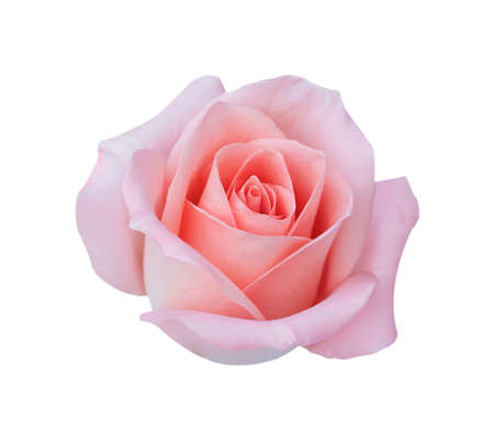 Pink rose flower isolated on white backgroundの写真素材