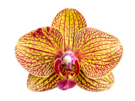 Yellow - Pink orchid  isolated on white bacgkroundの写真素材