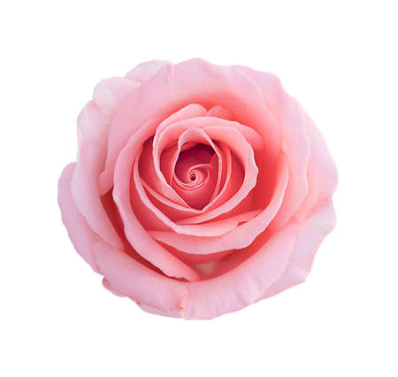 Pink rose flower isolated on white backgroundの写真素材
