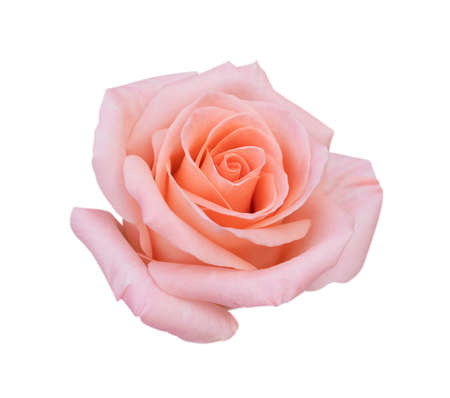 Pink rose flower isolated on white backgroundの写真素材