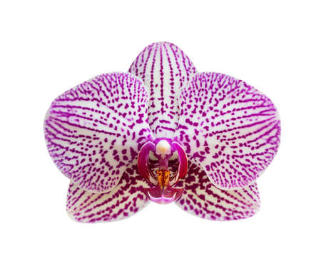 Pink - White orchid isolated on white backgroundの写真素材