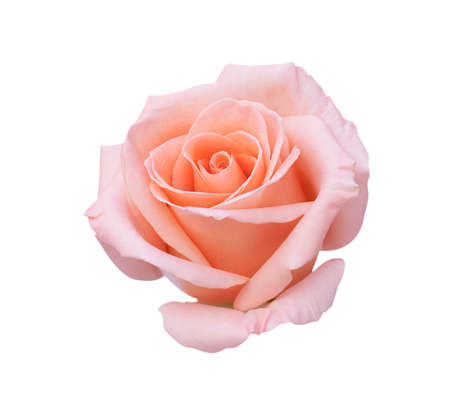 Pink rose flower isolated on white backgroundの写真素材