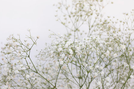White gypsophila on white backgroundの写真素材