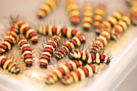 Leopard Lacewing butterfly worm many on care boxの写真素材