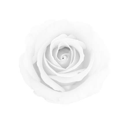White gray rose isolated on white background, soft focus and clipping pathの写真素材