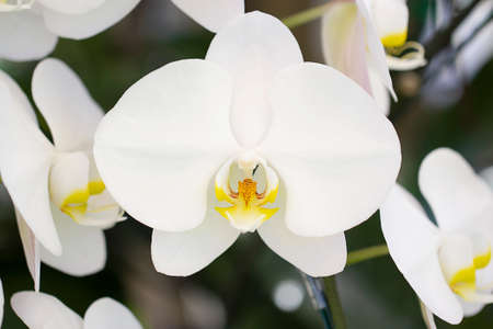 Close-up white orchid in the gadenの写真素材
