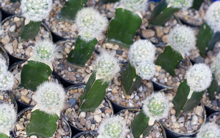 white cactus closeup in the garden.の写真素材