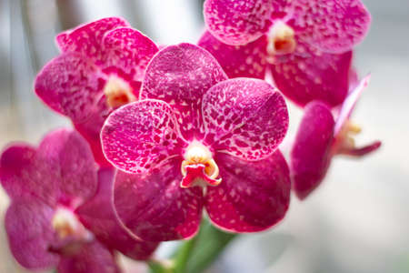 Close-up Pink orchid in the garden