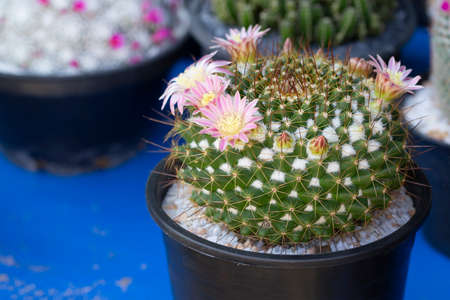 cactus pink flower closeup in the garden.の写真素材