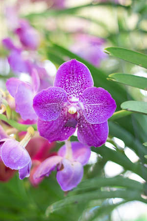 Close-up Purple orchid in the garden, verticalの写真素材