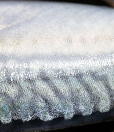 Saba skin fish background and textureの写真素材